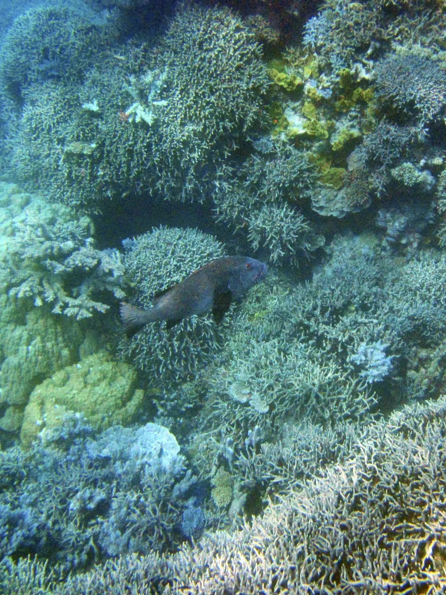 A reef full of hard and soft corals