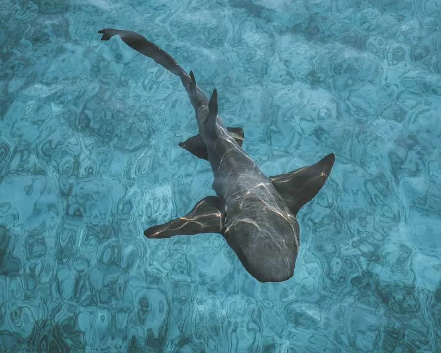 A nurse shark seen from above