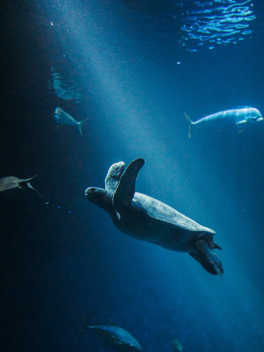 A sea turtle swimming near the surface