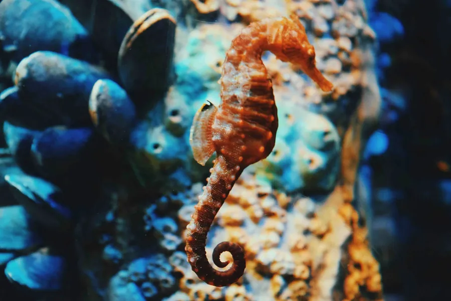A seahorse resting on a colorful reef