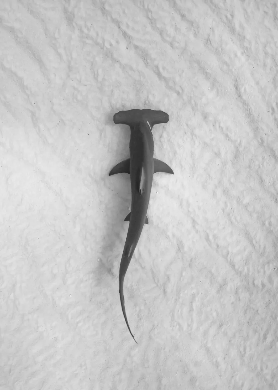 A hammerhead shark over a sandy seabed