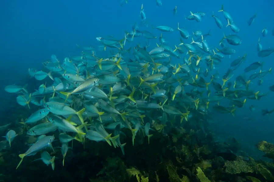A school of yellow fish over the reef