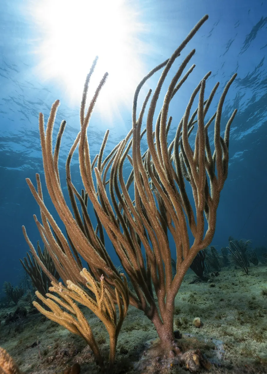 Soft coral branches swaying on the reef