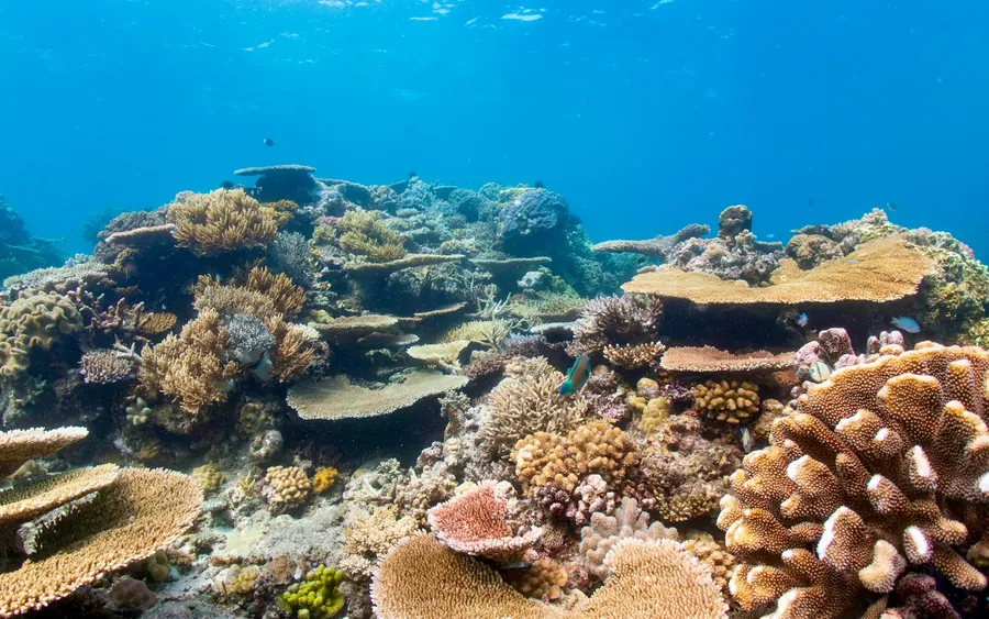 Hard corals covering a shallow reef