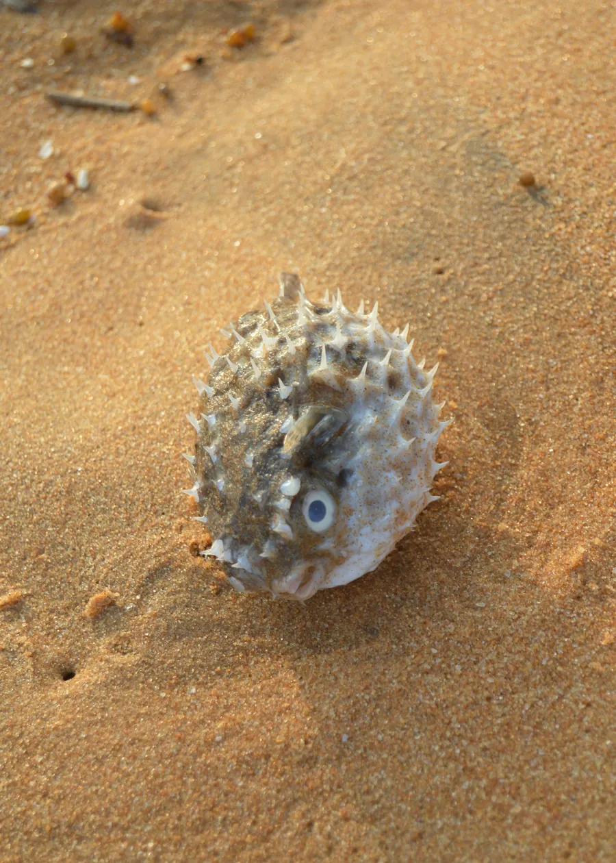 A pufferfish resting on golden sand