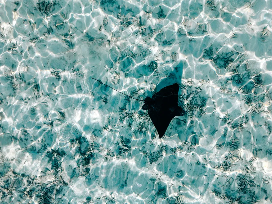 A ray seen from above in shallow water