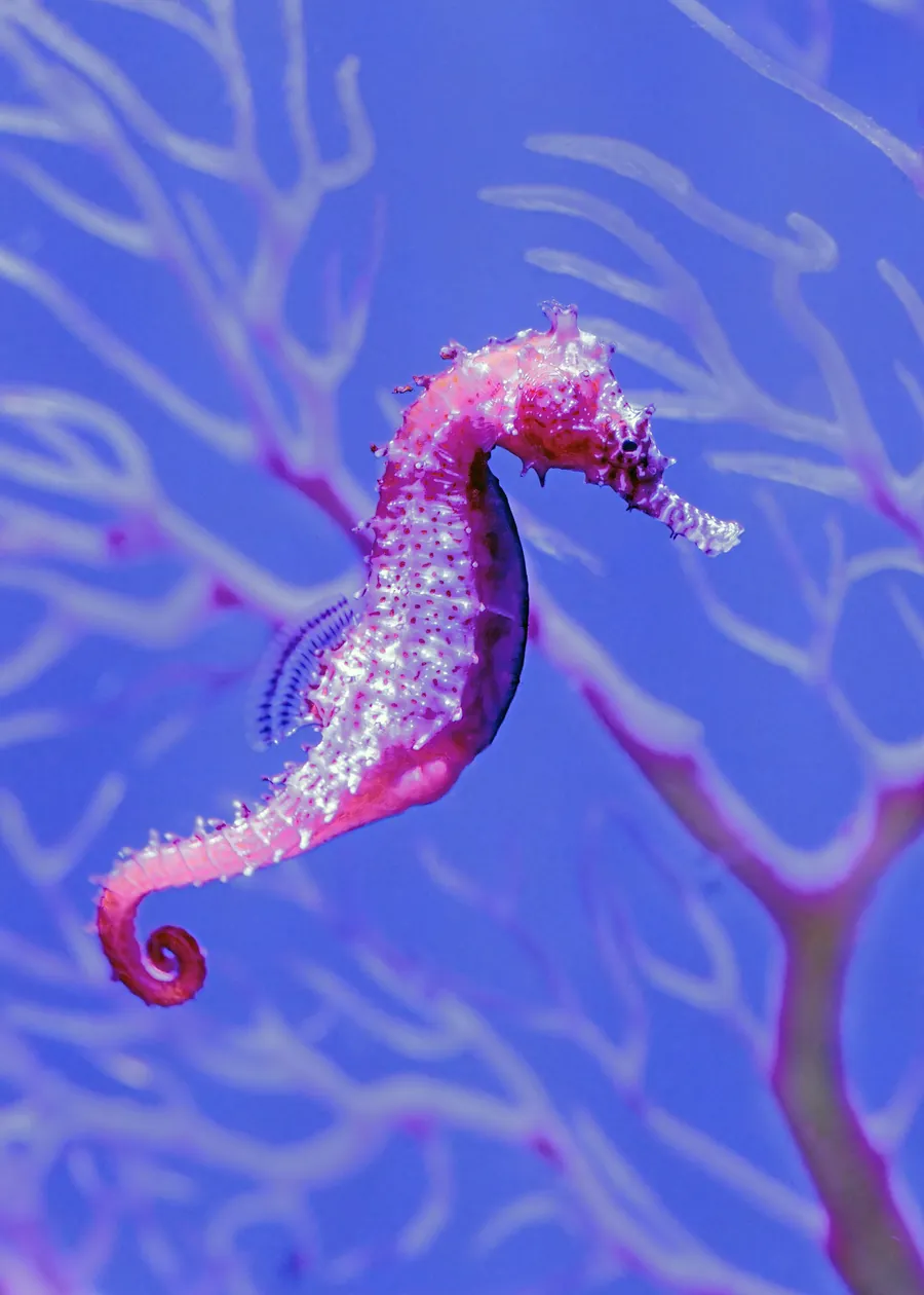 A pink seahorse holding onto a sea fan