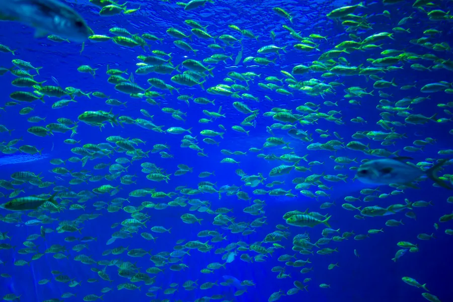 A school of fish in bright blue water