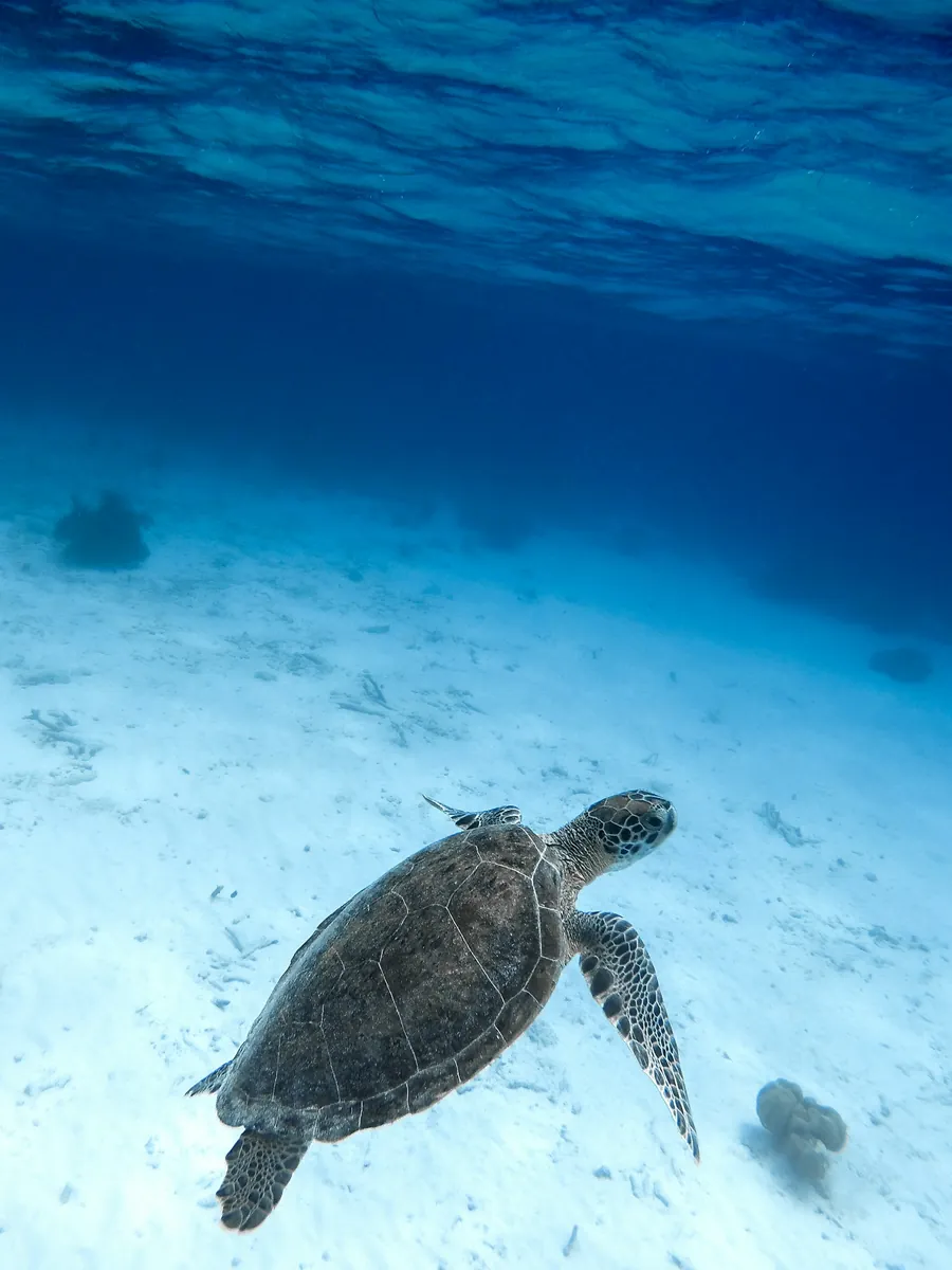 A sea turtle over white sand
