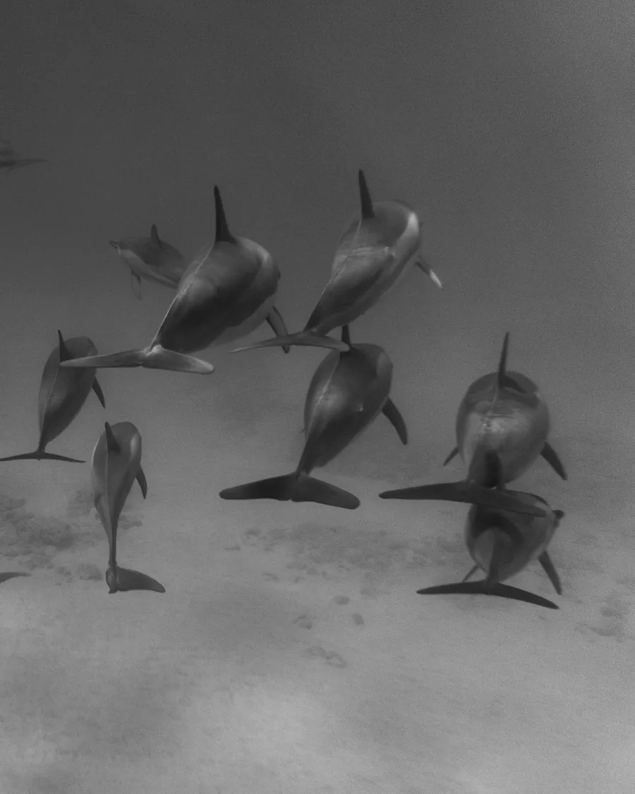 A pod of dolphins in black and white