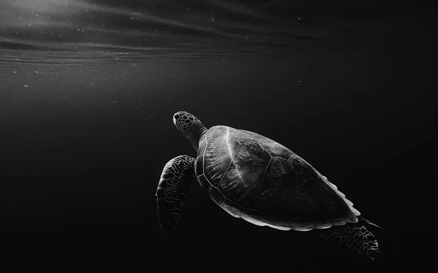 A sea turtle gliding through dark water