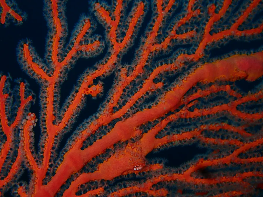 A red sea fan spread across the reef