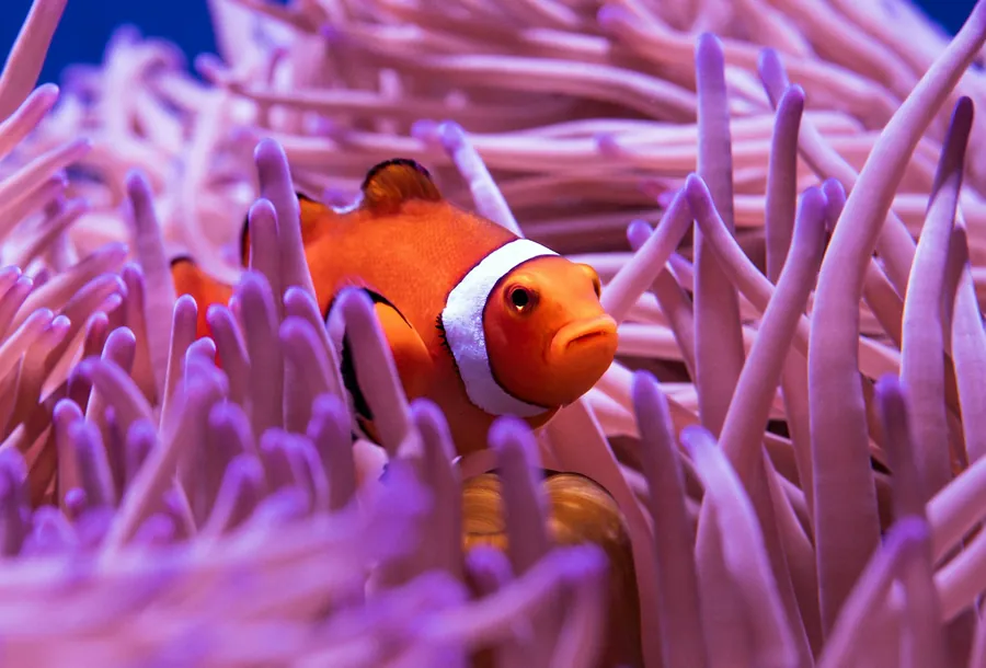 A clownfish in a pink sea anemone