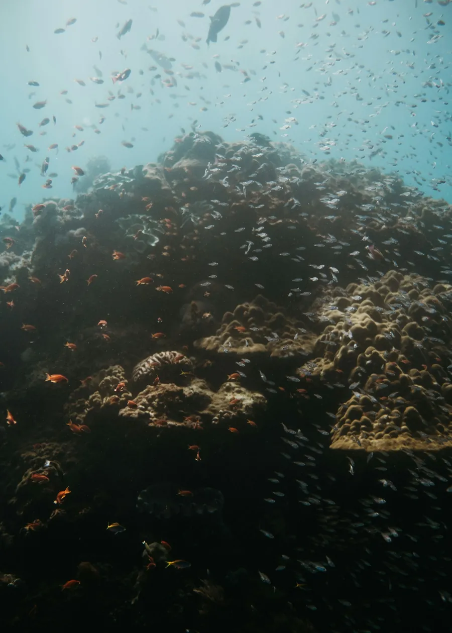 A reef slope fading into blue water