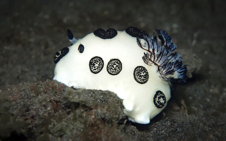 A white nudibranch with black spots