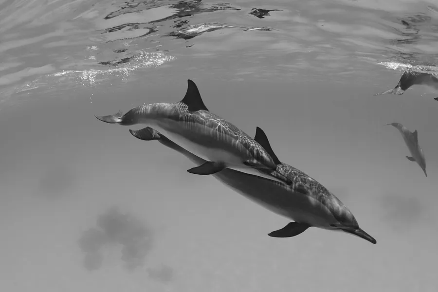 Dolphins swimming together in black and white