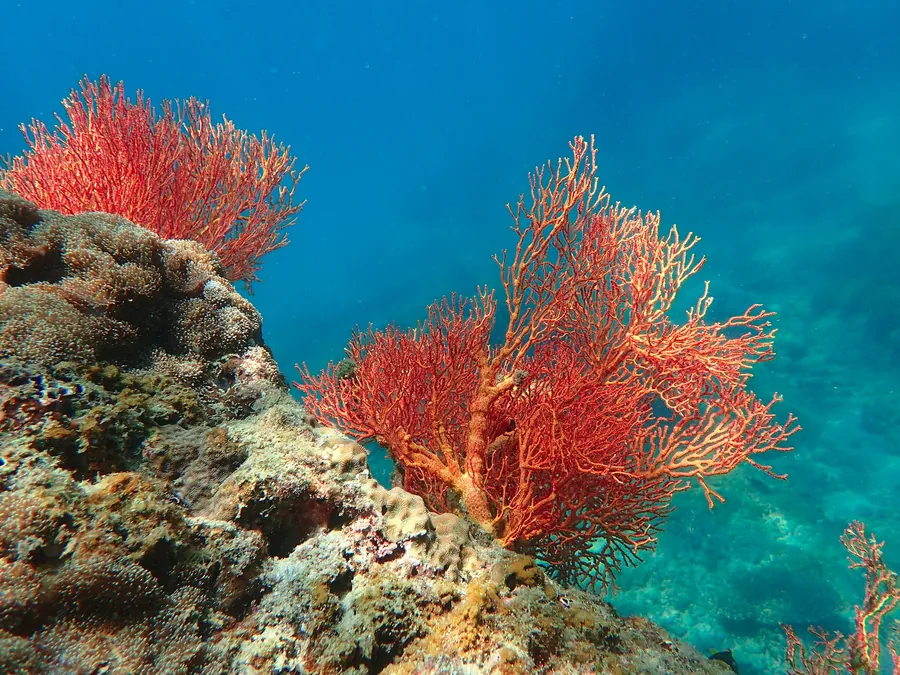 Red sea fans growing from a reef wall