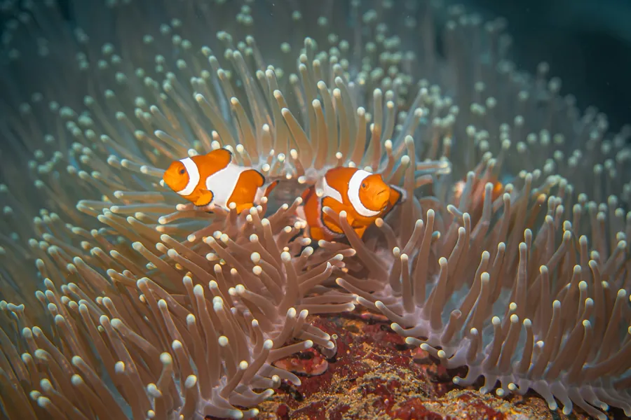 Two clownfish in a pale anemone