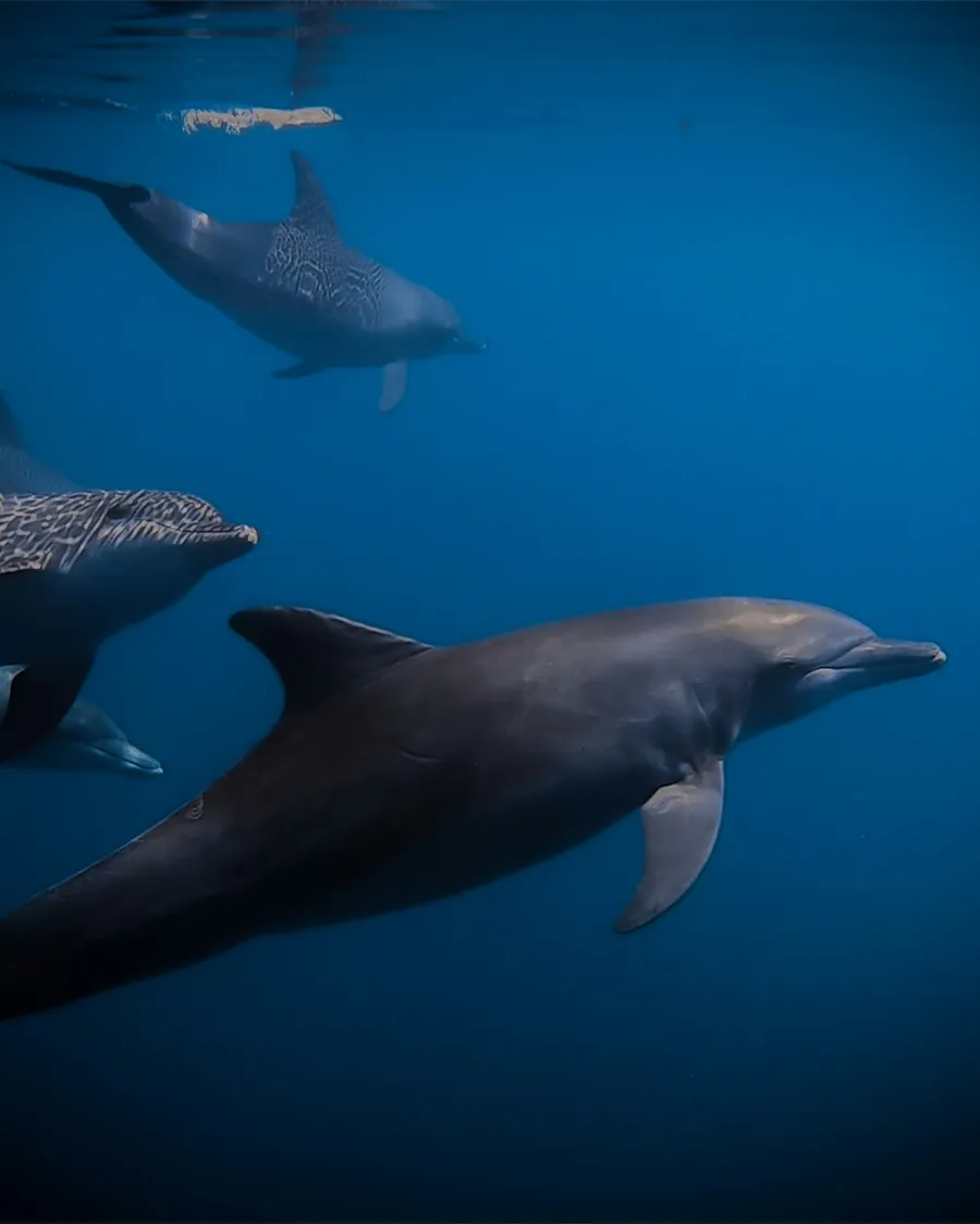 Dolphins swimming in deep blue water