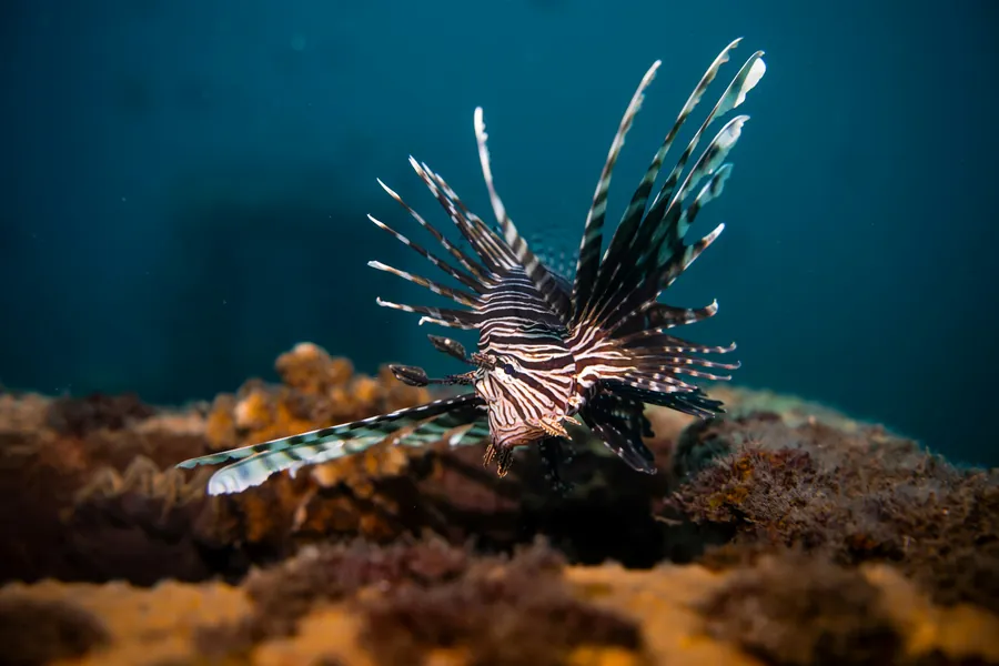 A lionfish on the reef in teal water