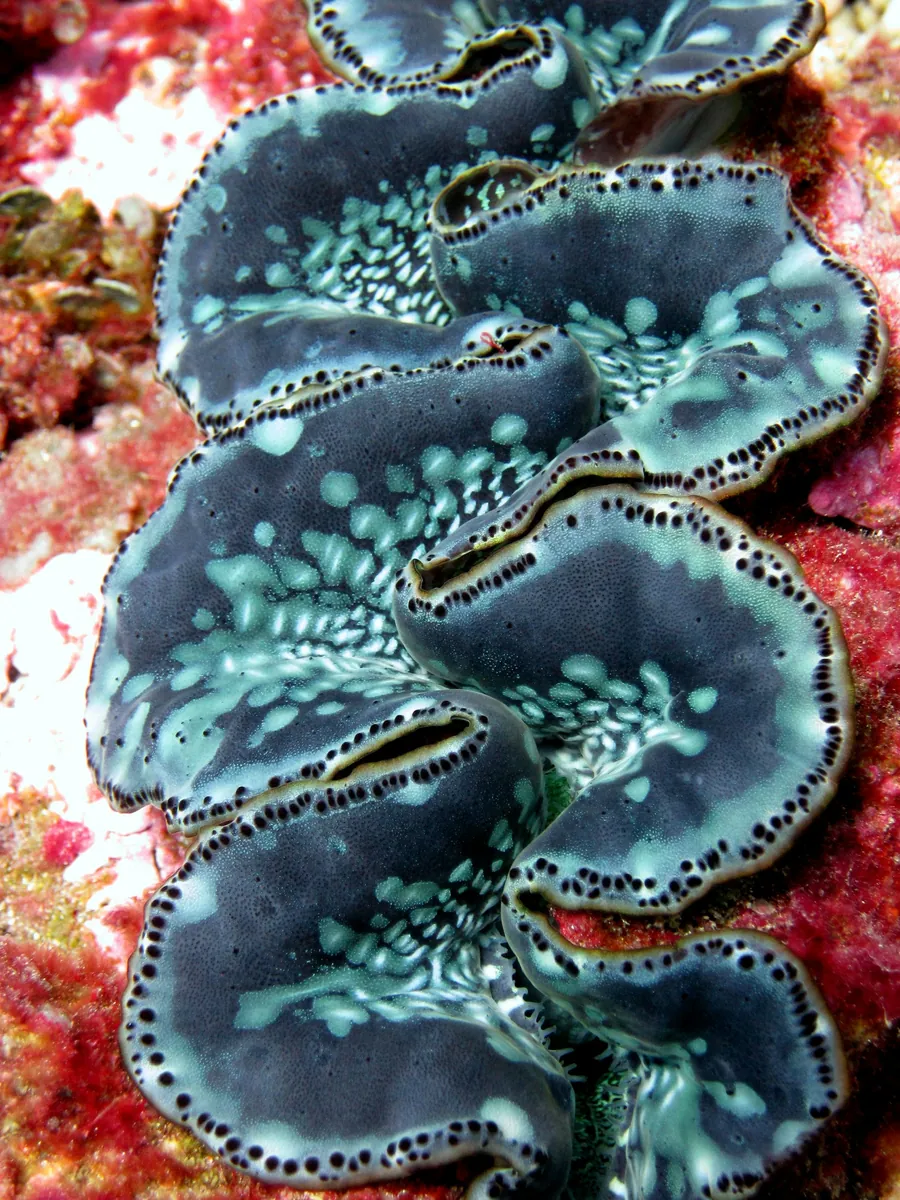 A giant clam on a coral reef