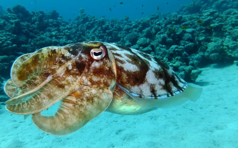 A cuttlefish over a sandy reef