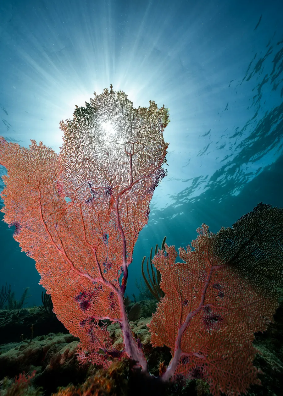 A sea fan lit from behind by the sun