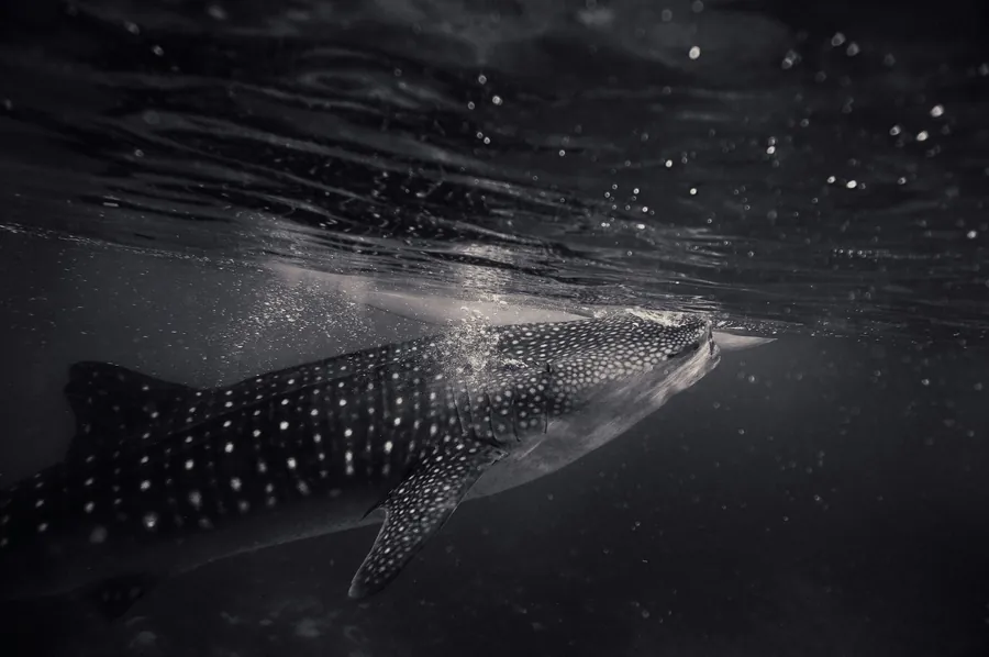A whale shark in black and white