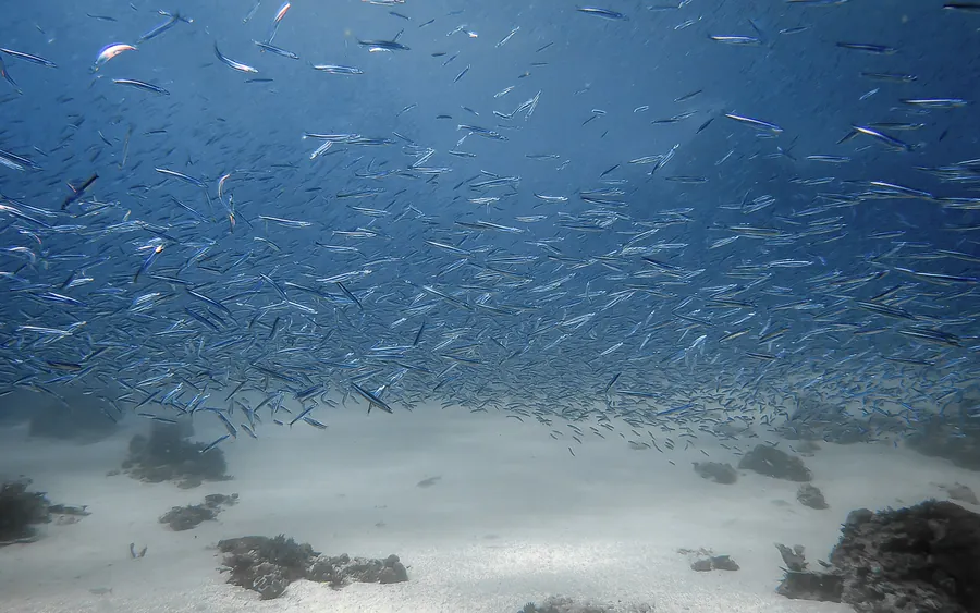 A school of fish over a sandy seabed