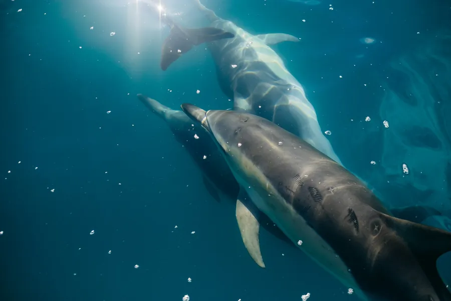 Dolphins swimming close together