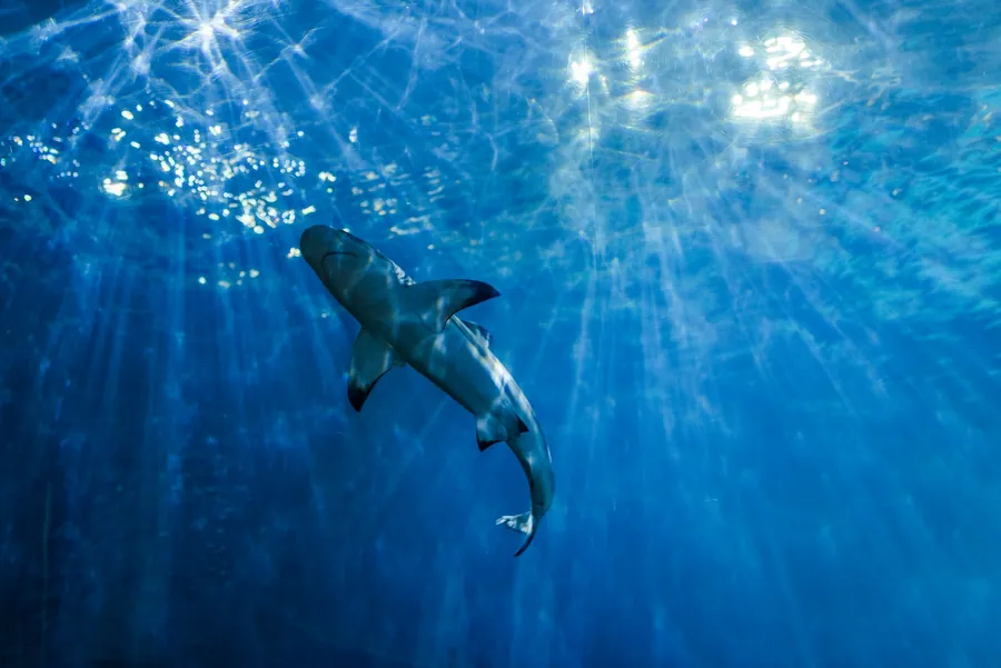 A reef shark swimming below rays of sunlight