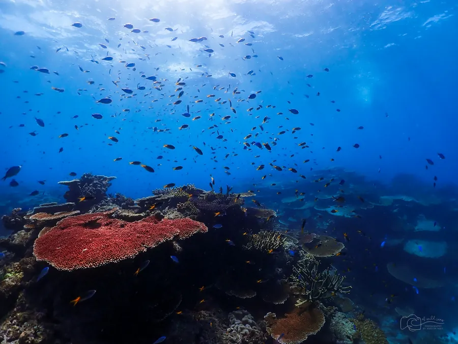 Fish swimming over a coral garden