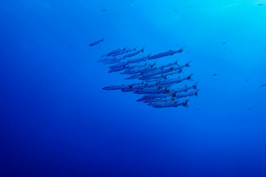 A school of barracuda in open blue water