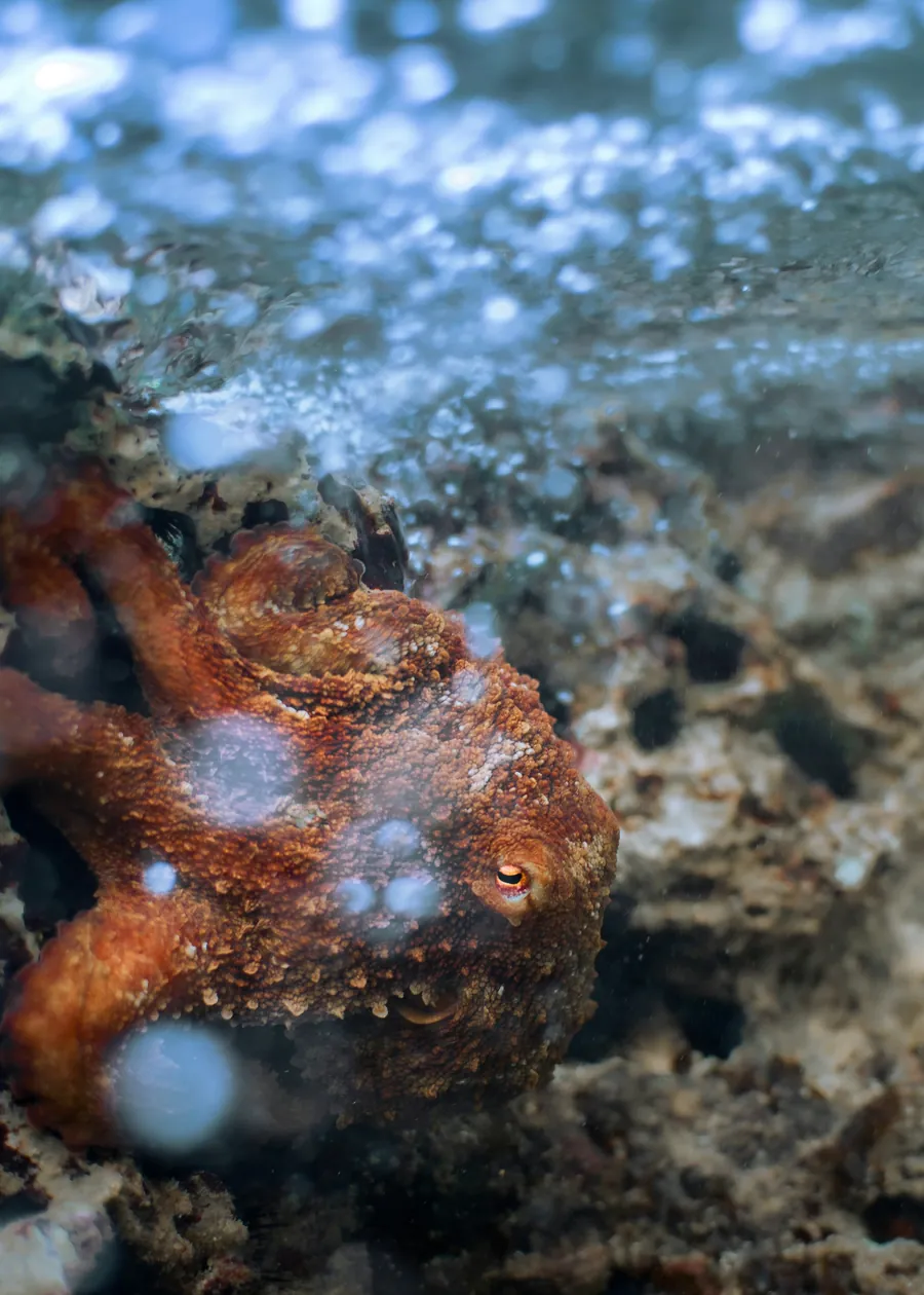 An octopus camouflaged on the reef