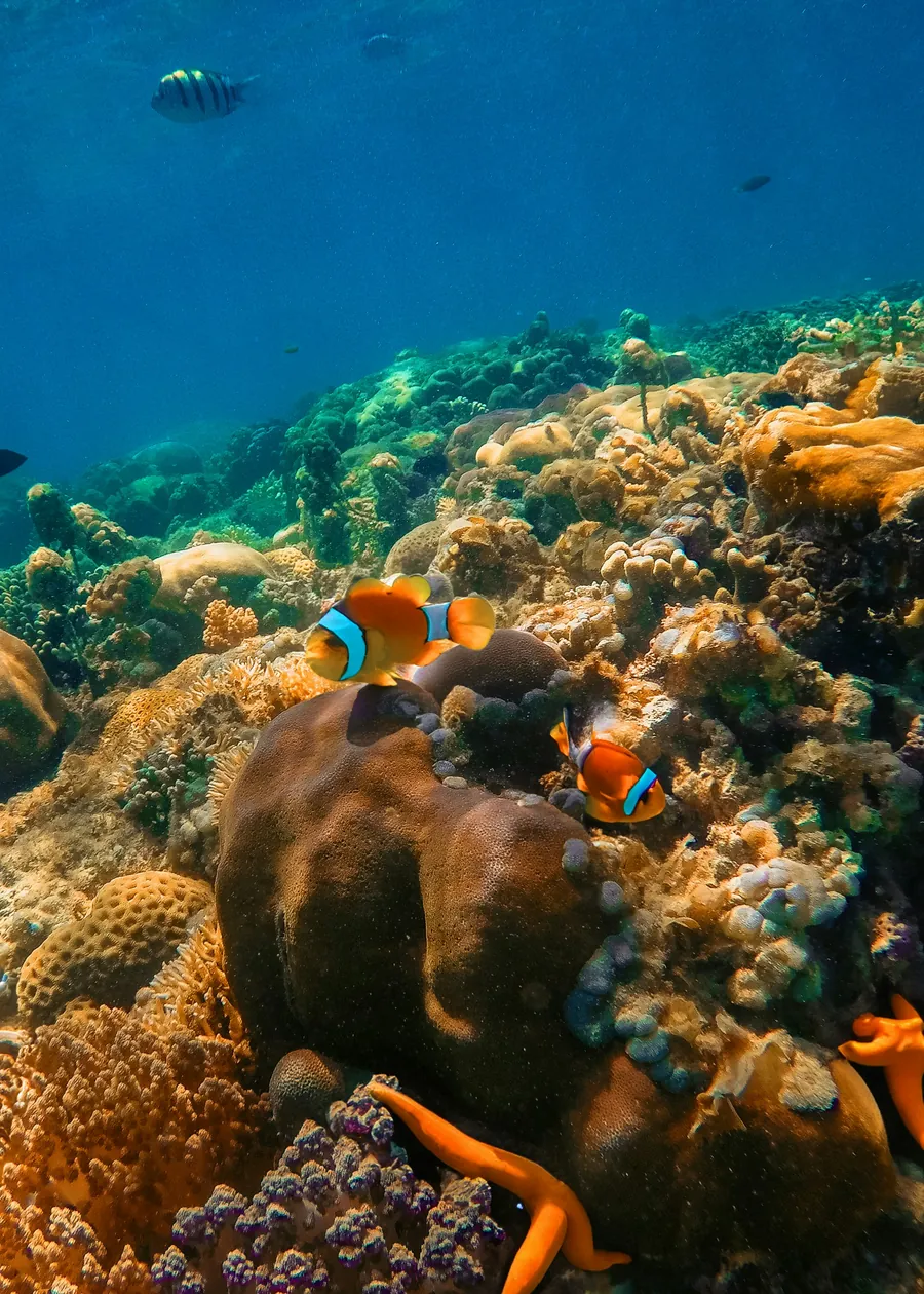 Orange corals on a sunlit reef