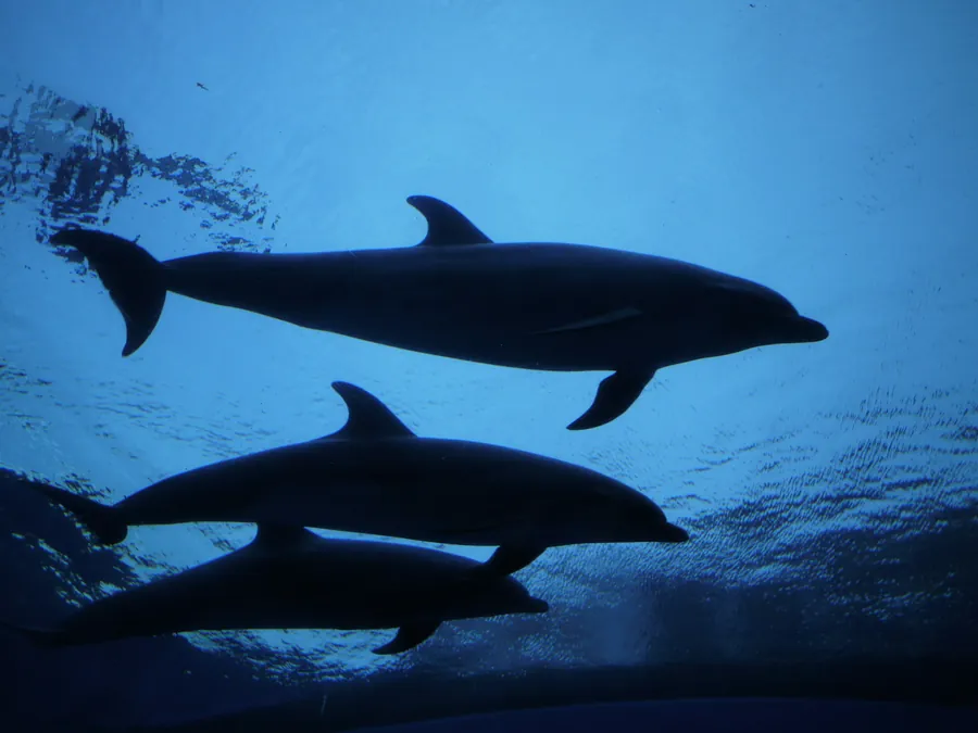Dolphins swimming in deep blue water