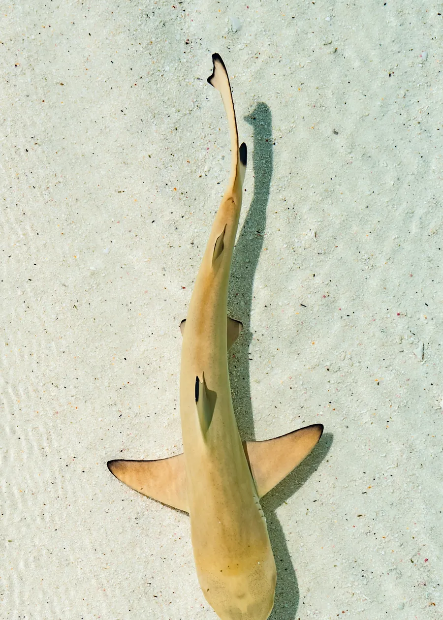 A small shark seen from above over white sand