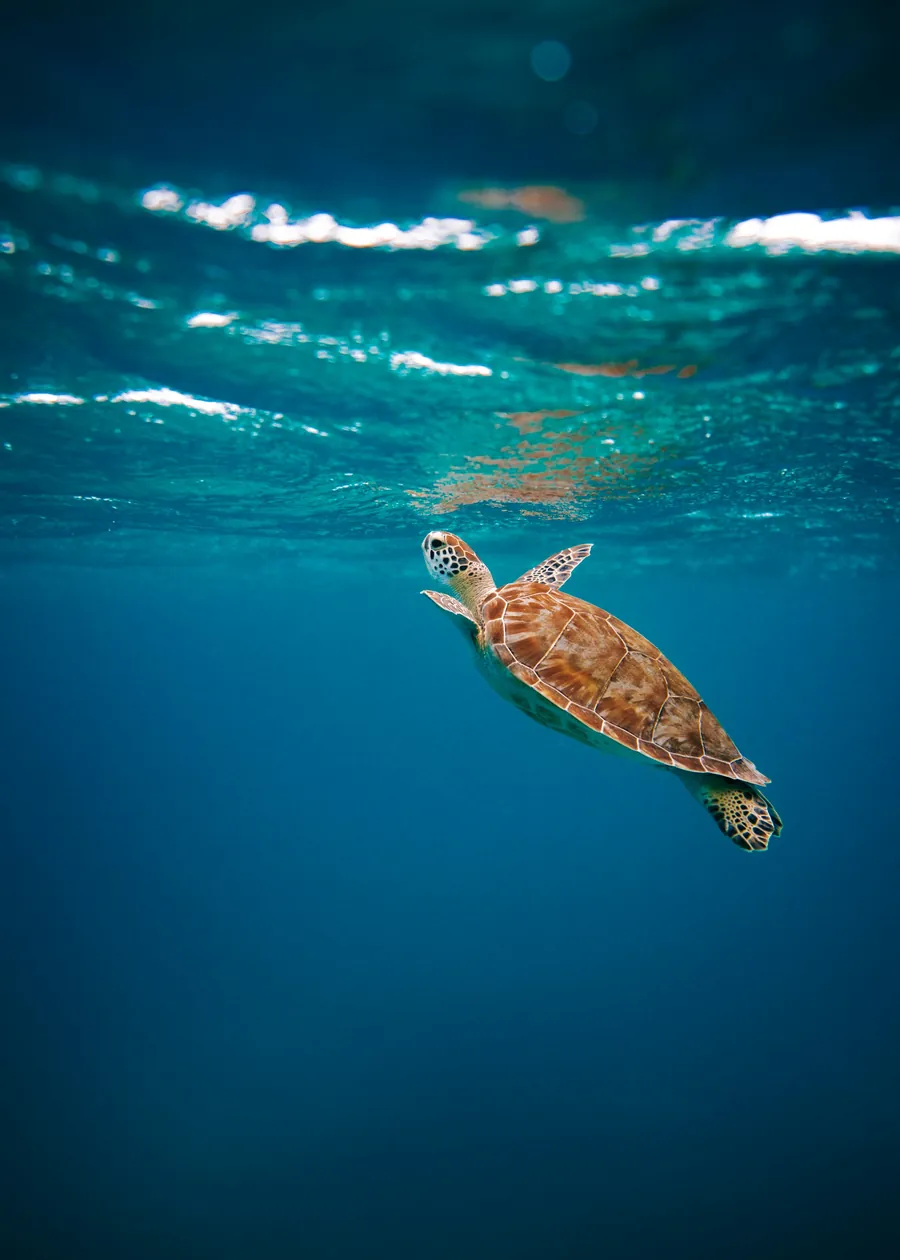 A sea turtle swimming toward the light