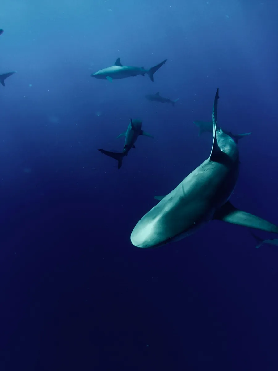Reef sharks swimming in deep blue water
