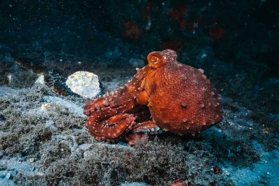 An orange octopus on the reef