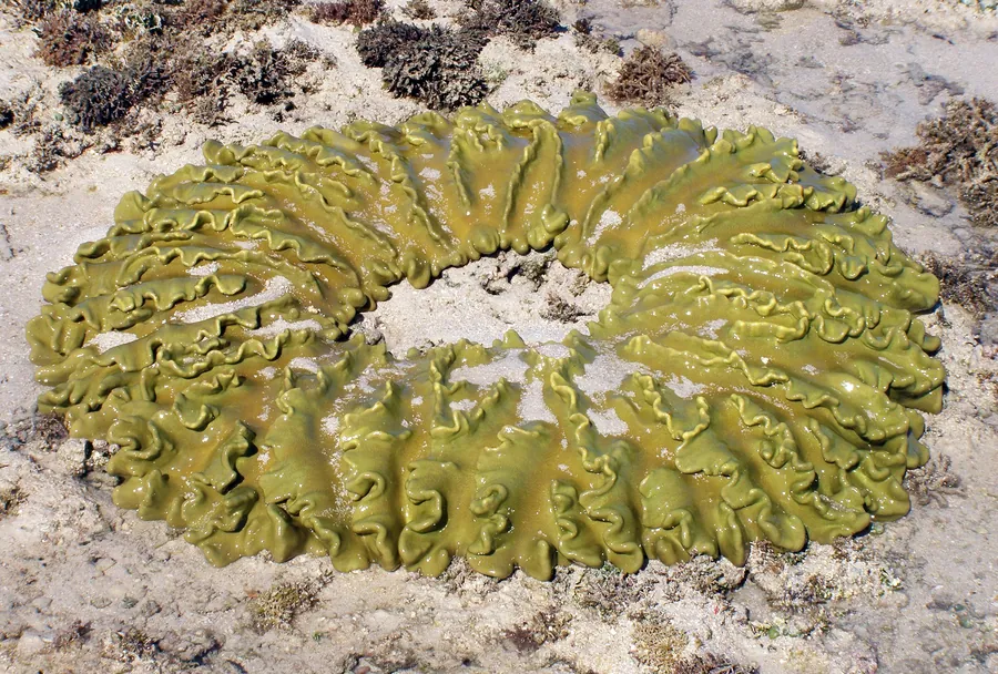 A ring of green coral on the seabed