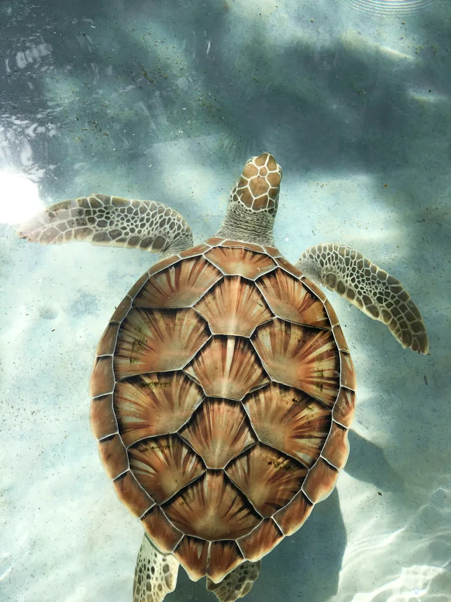 A sea turtle swimming over pale sand
