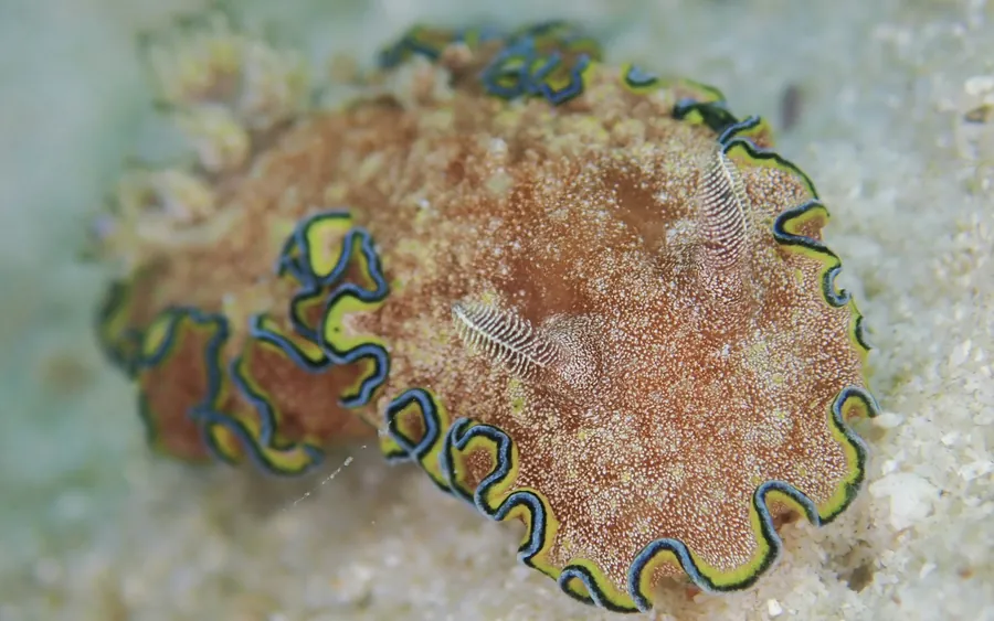 A flatworm on the sand