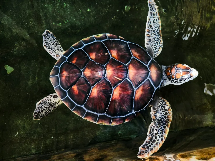 A hawksbill sea turtle seen from above