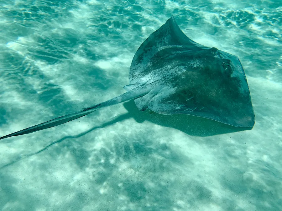 A stingray gliding over sand
