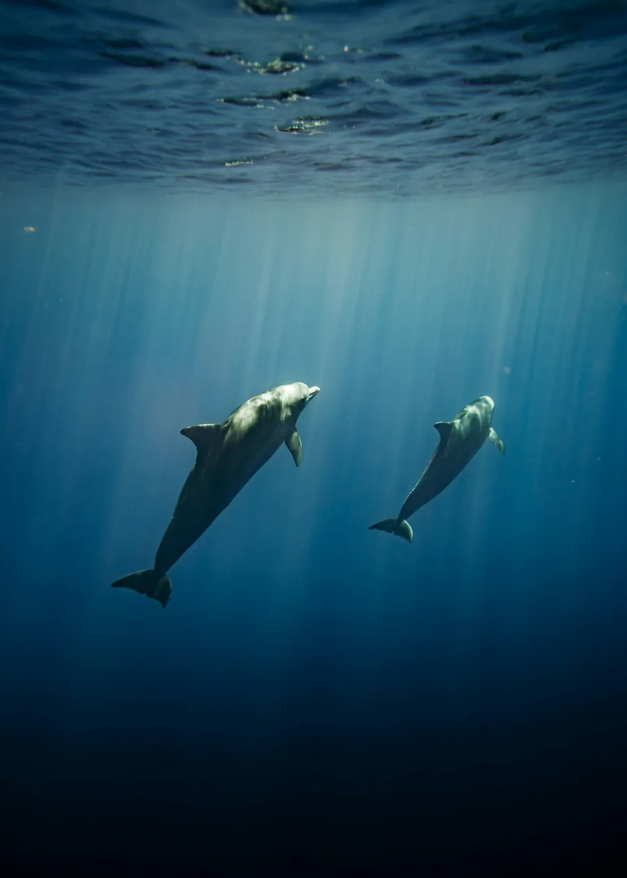 Two dolphins swimming in deep blue water