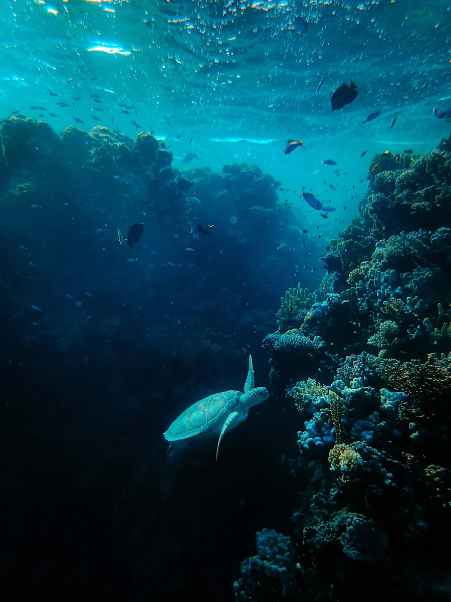 A sea turtle swimming beside a reef wall