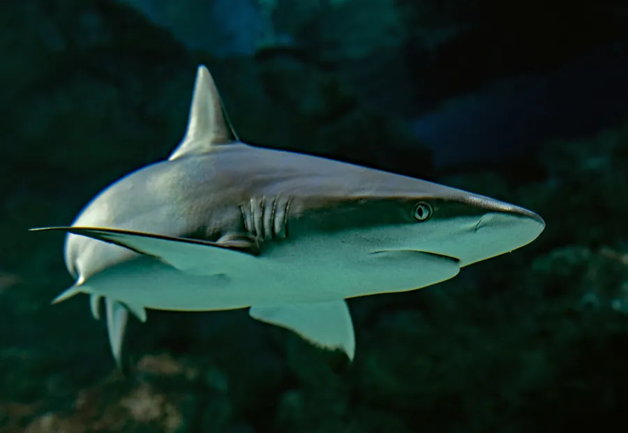 A reef shark swimming close to the camera