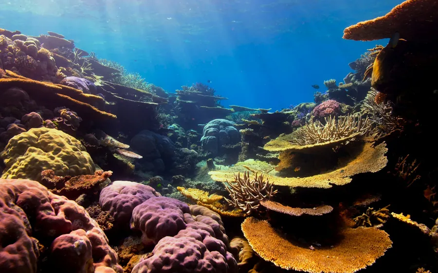 A colorful coral reef
