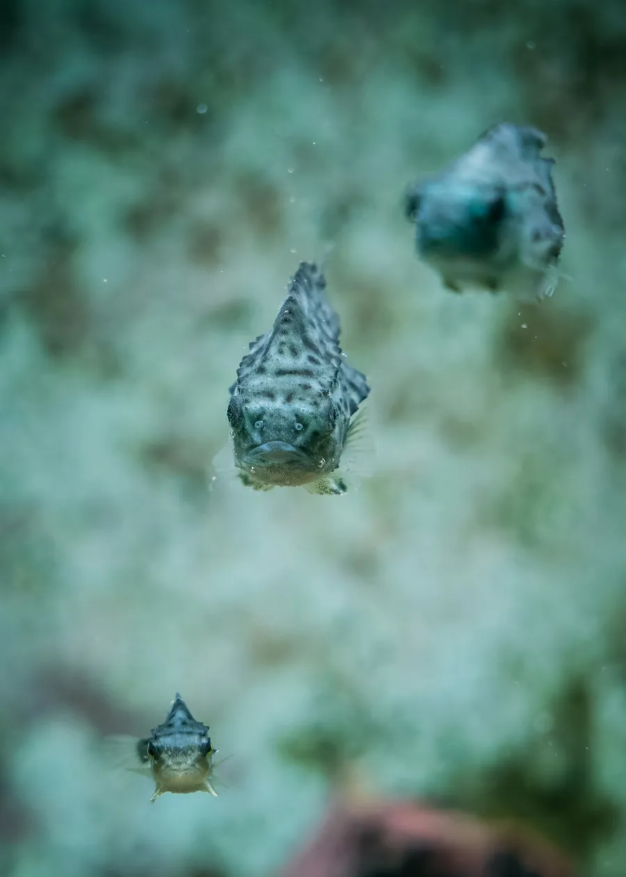 Tiny juvenile boxfish in open water